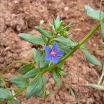 Schutzwürdige Ackerflächen (Author)