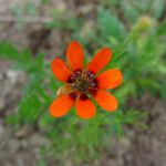 Schutzwürdige Ackerflächen (Author)