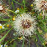 Schutzwürdige Ackerflächen (Author)