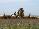Grazing cattle in  Azerbaijan (Etzold, J.)