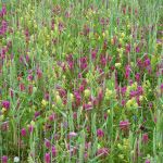 Schutzwürdige Ackerflächen (Author)