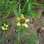 Schutzwürdige Ackerflächen (Author)