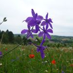 Schutzwürdige Ackerflächen (Author)