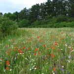 Schutzwürdige Ackerflächen (Author)