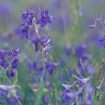 Schutzwürdige Ackerflächen (Author)