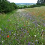 Schutzwürdige Ackerflächen (Author)