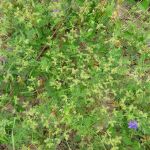 Schutzwürdige Ackerflächen (Author)