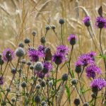 Schutzwürdige Ackerflächen (Author)